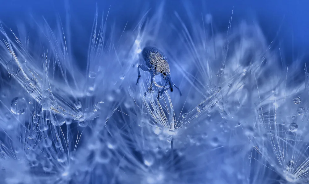 Dufour, Thierry: Le cueilleur de perles d'eau...