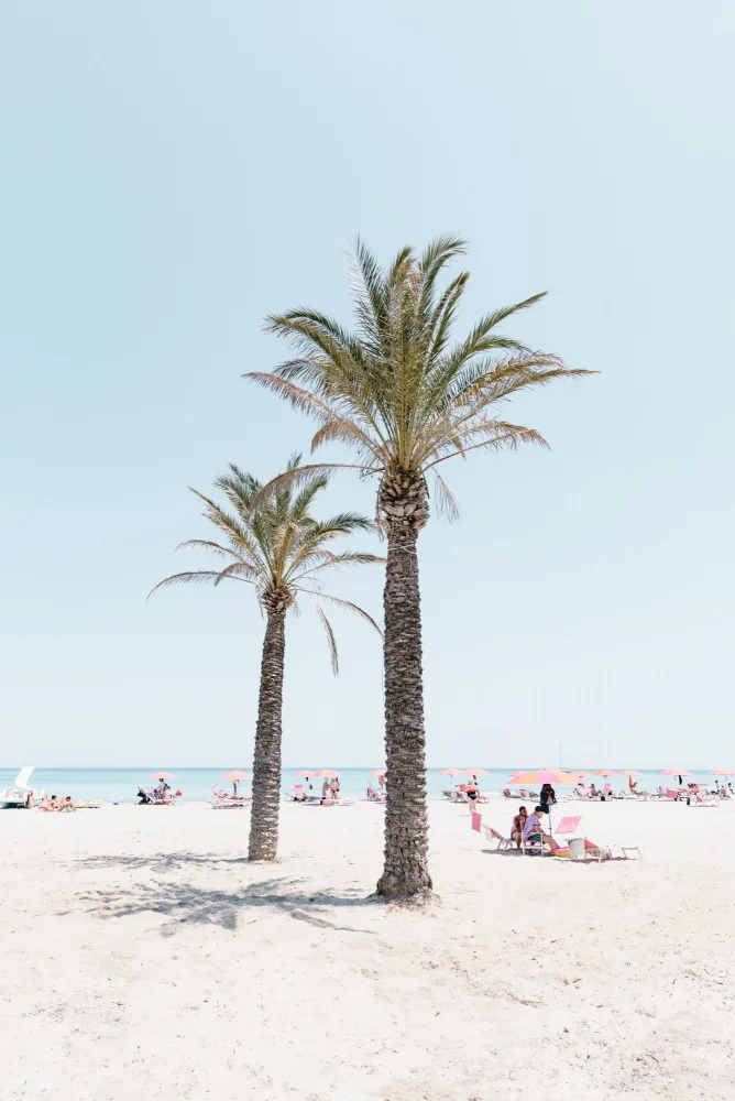 Photolovers: Palm tree at the beach