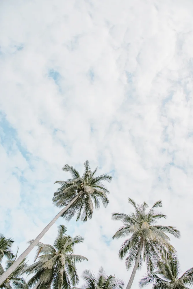 Photolovers: Palm trees in the sky