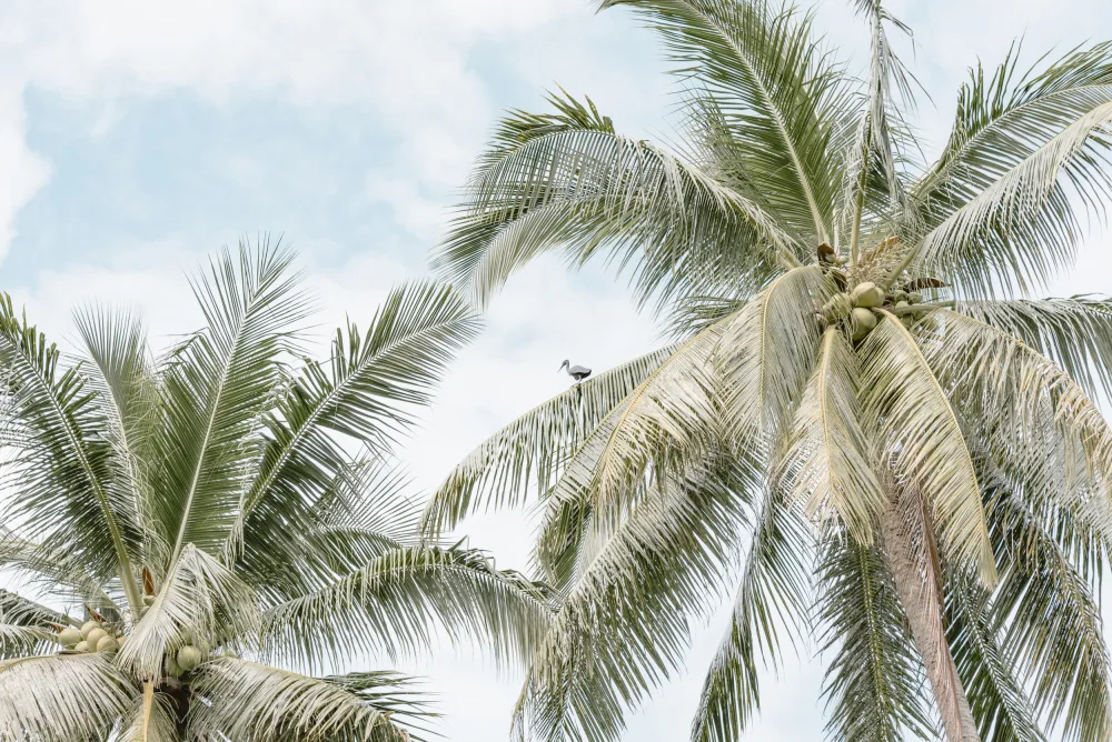 Photolovers: Palm tree with bird