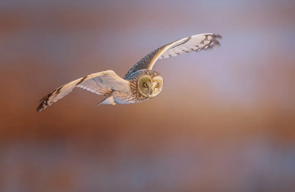 Huang, Tao: Short-eared Owl