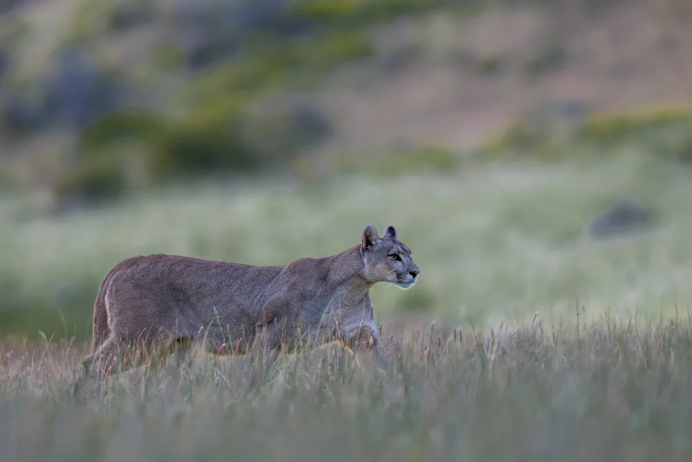 Dhesi, Rajat: Puma vagante