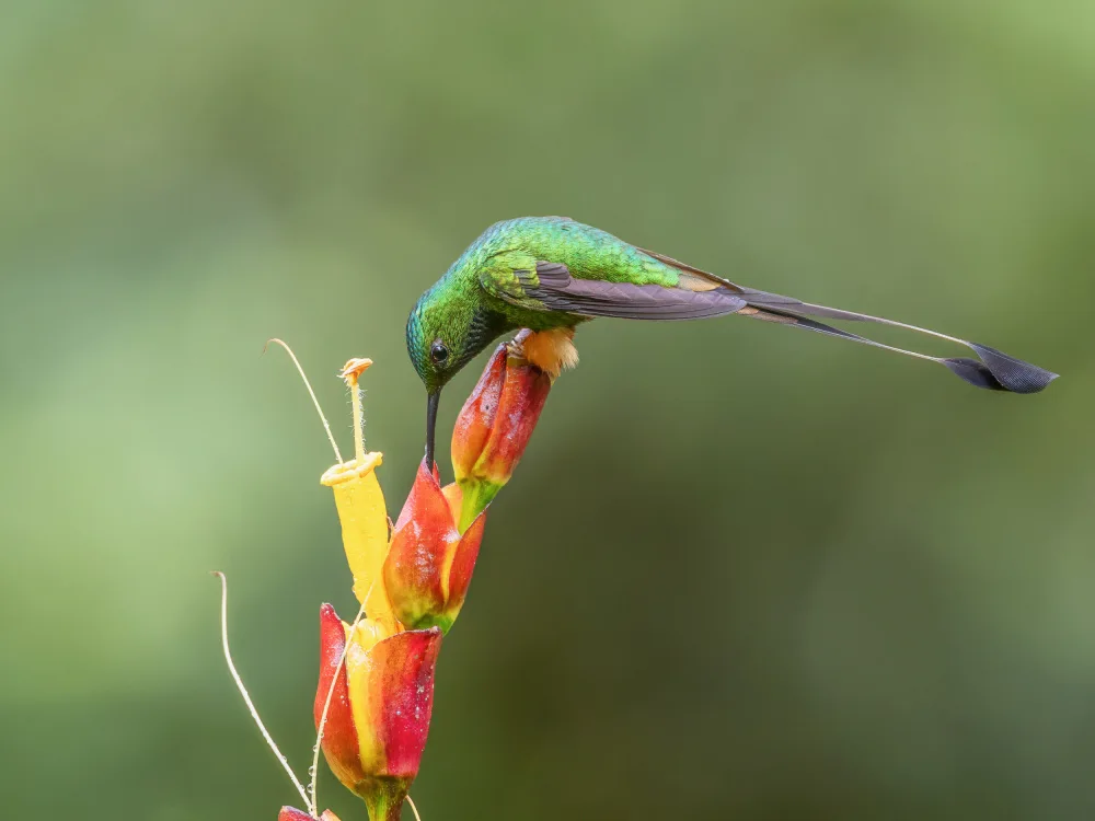 (吉星高照), Taksing: peruvian racket-tail