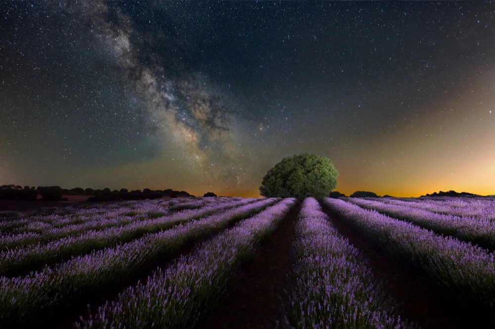 Ciria, Sánchez Javier: camino lavanda