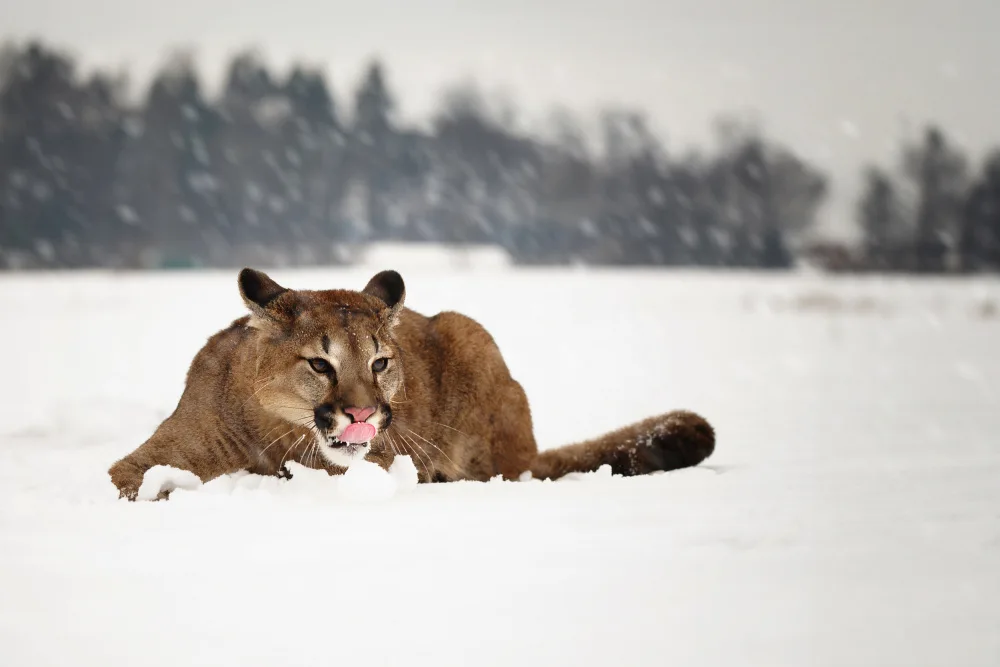 Firešová, Michaela: Cougar