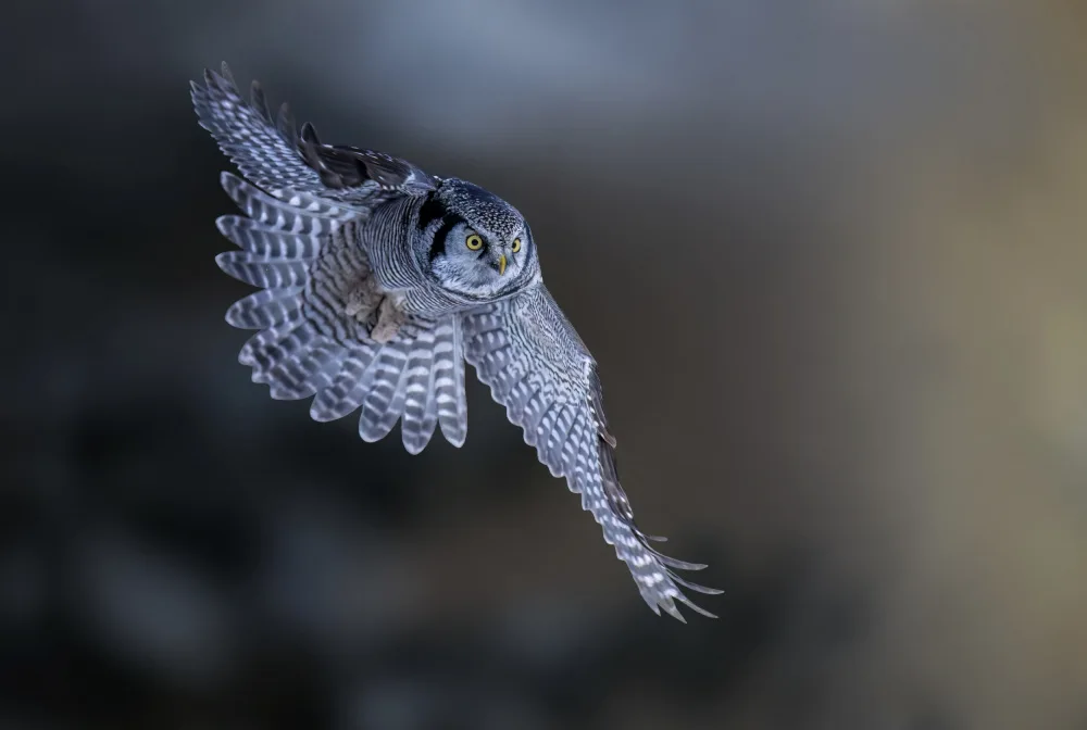 Huang, Tao: Northern Hawk Owl