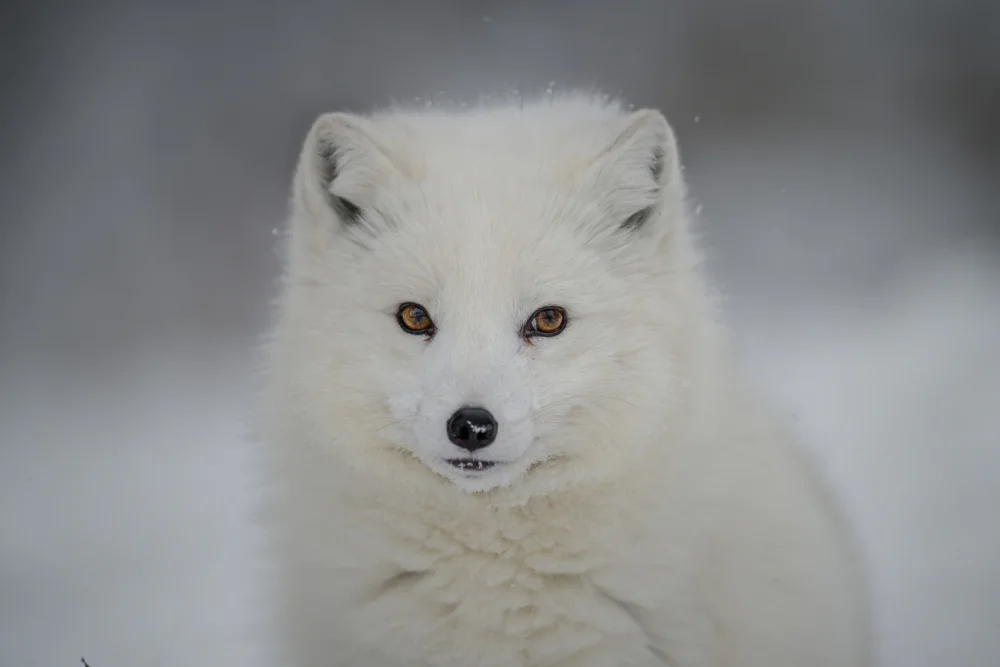 amtmann, Ana: WHITE FOX