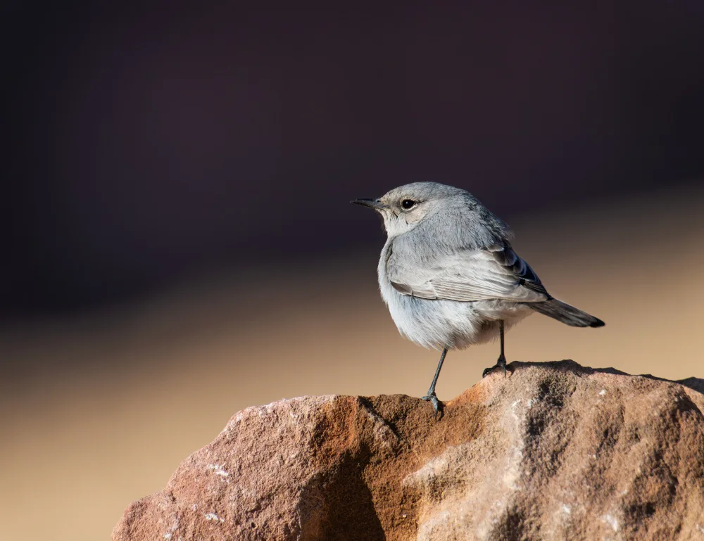 Braunstein, Doron: Senza titolo