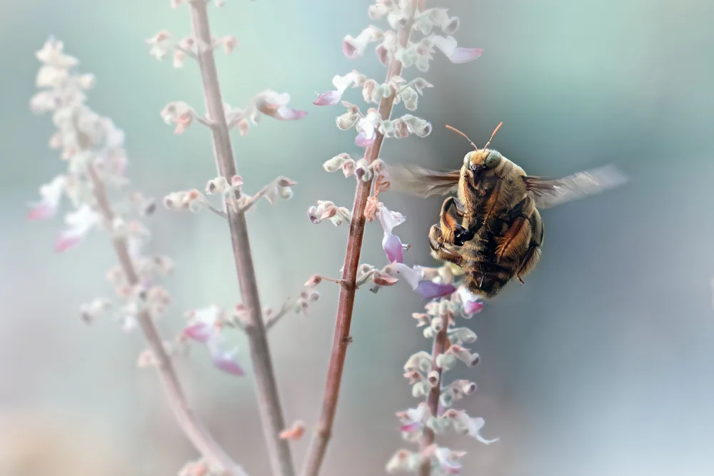Maududdin, Fauzan: The Bumblebee