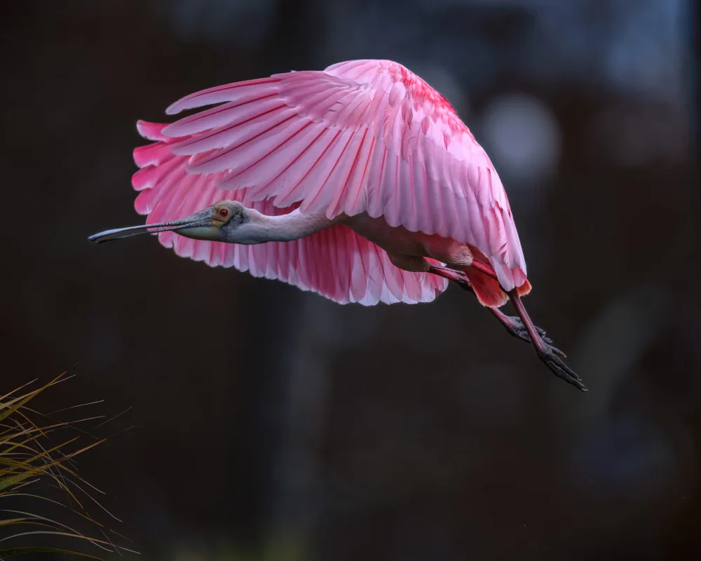 W, Deming: Flying Spoonbill