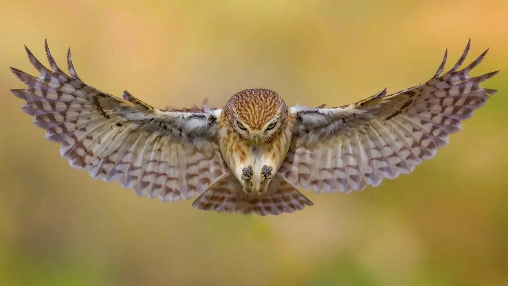 Manusevich, David: Little owl