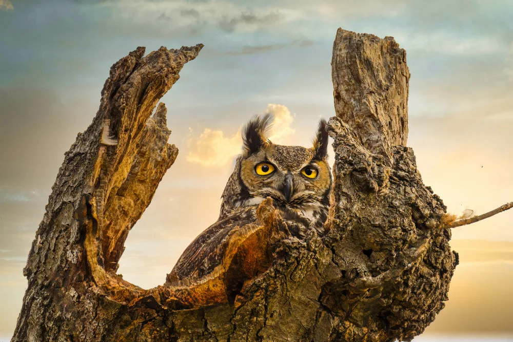 He, Mike: Egg Hatchery-Great Horned Owl