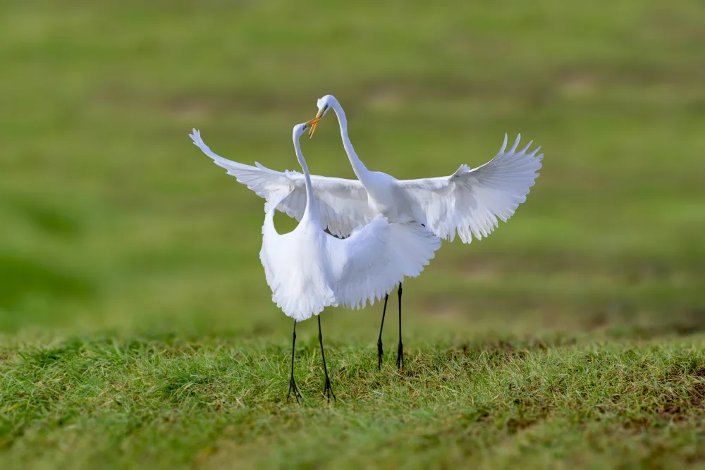Moshe, Mallal: The dance