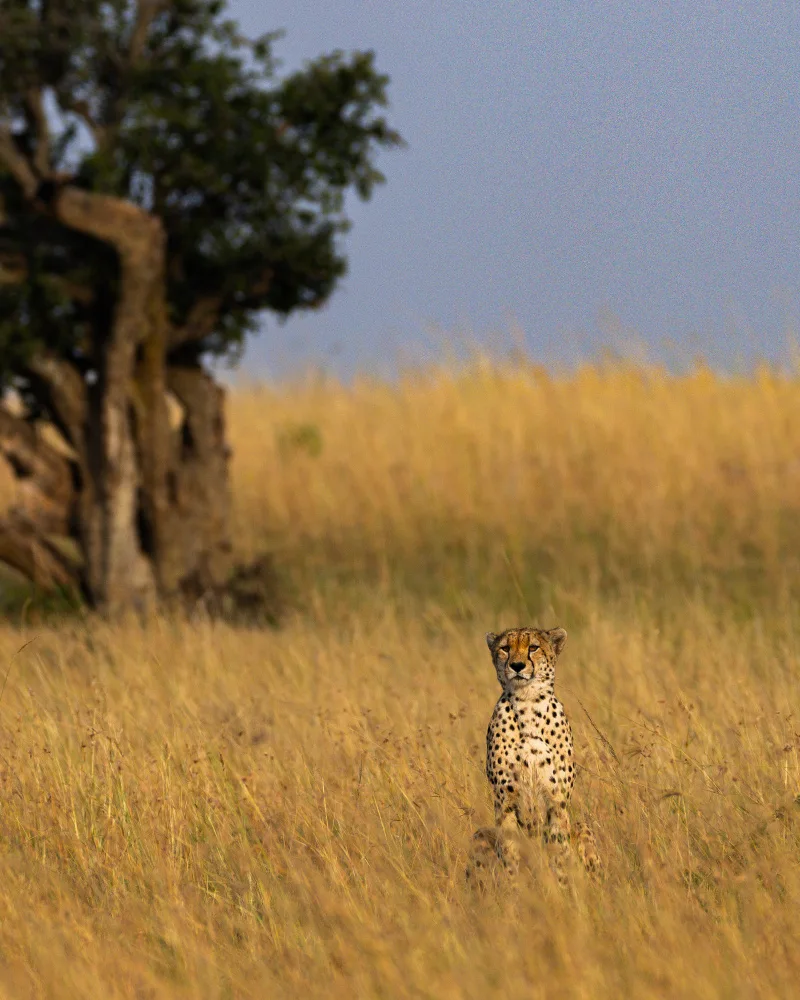 Chandar, Vinoth: A lonely Cheetah!