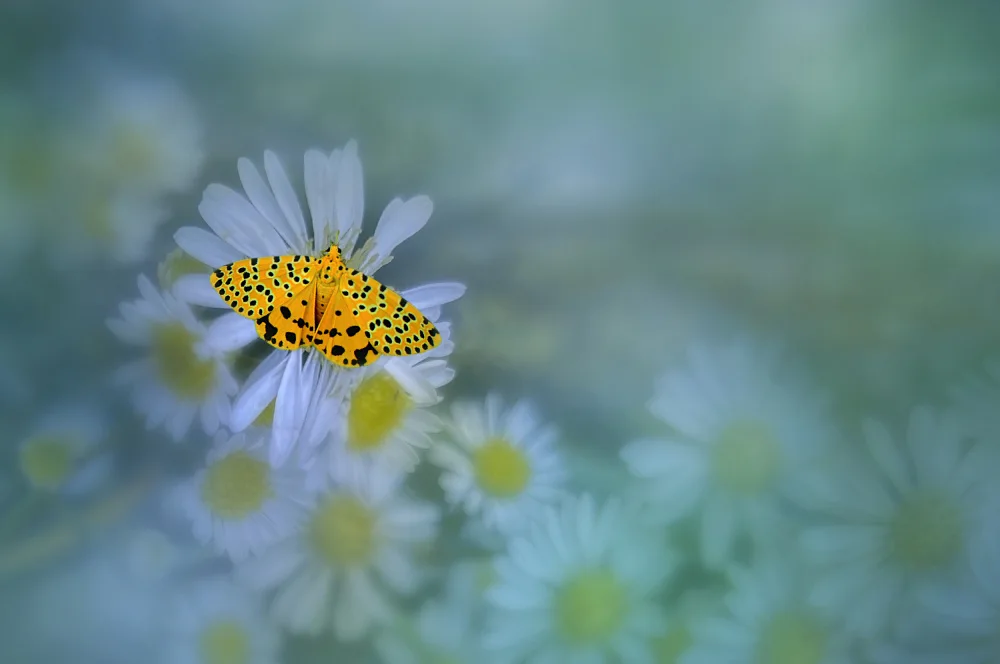 Pamungkas, Edy: Hermosa mariposa amarilla