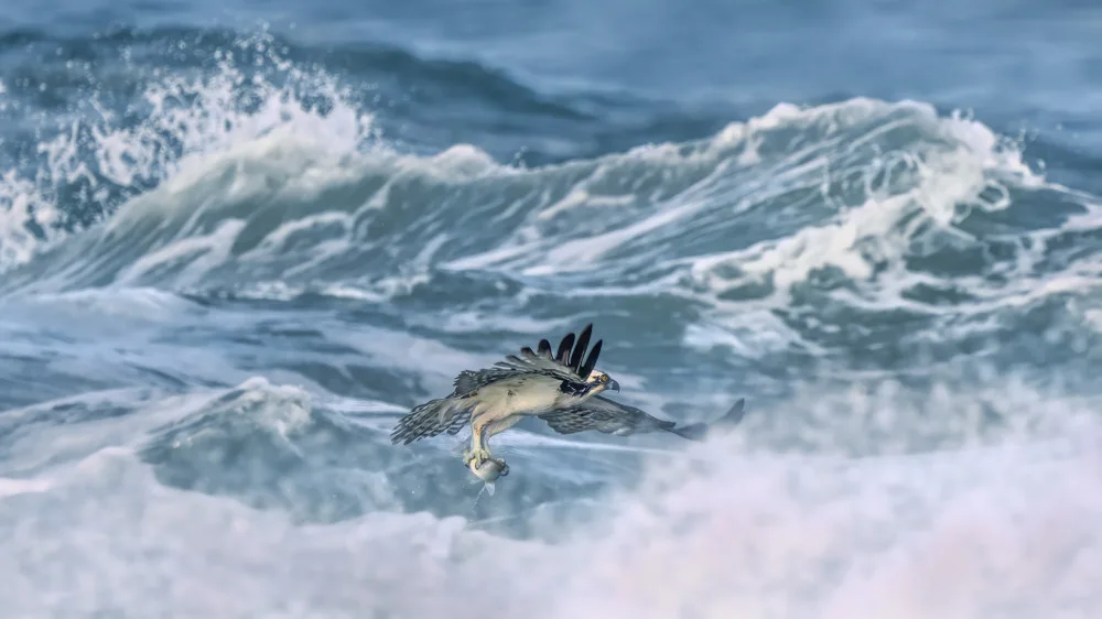 Fan, John: Brave Catch