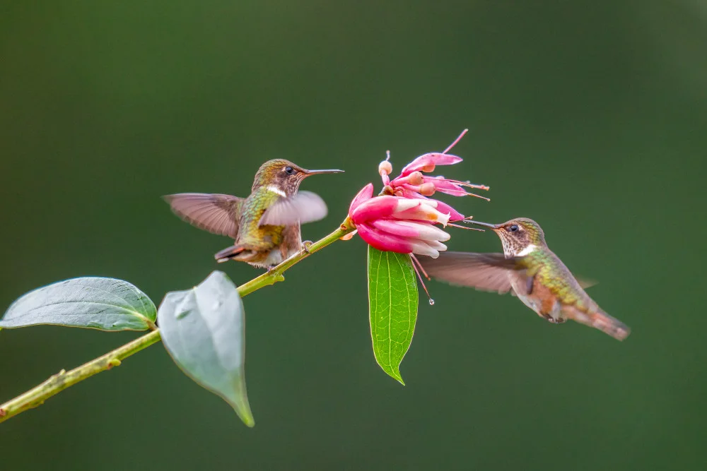 Dhesi, Rajat: Colibrì del vulcano