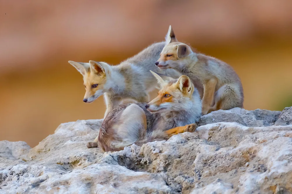 Manusevich, David: Fox family