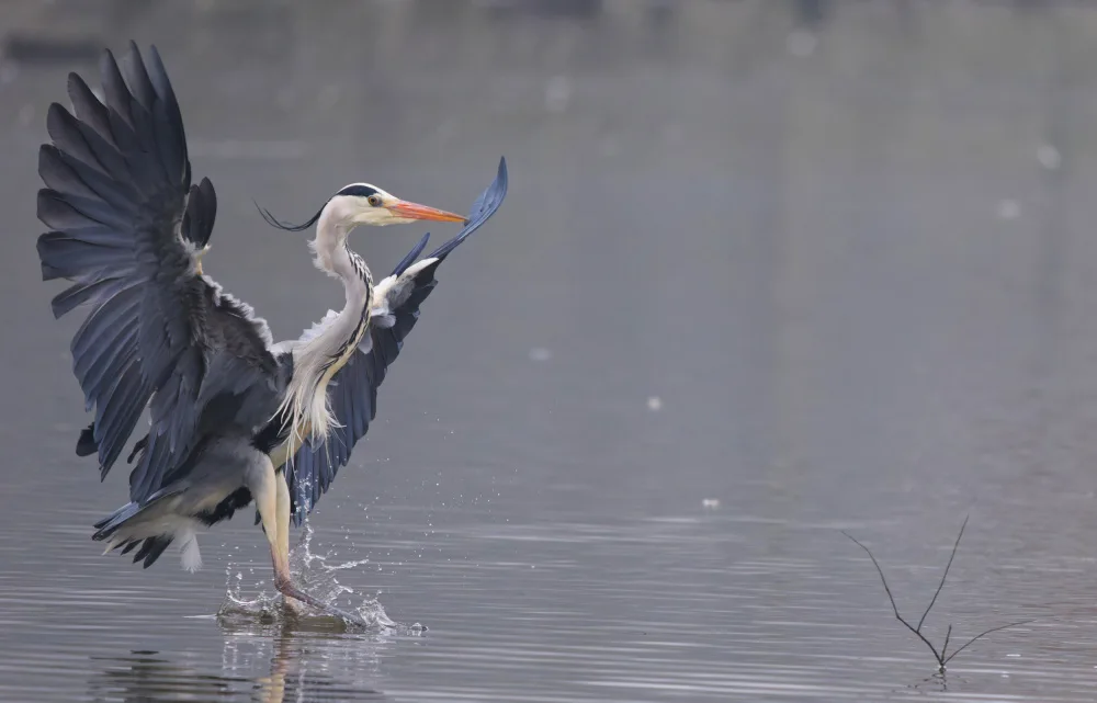 Miksik, Ivan: Landing Heron