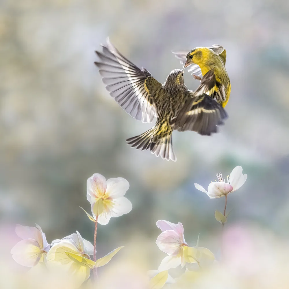 Benezech, Martine: Spinus spinus in the spring