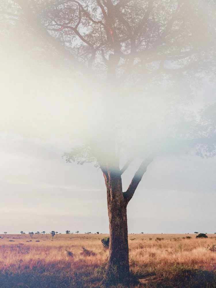 Imaginative: Baum in Landschaft