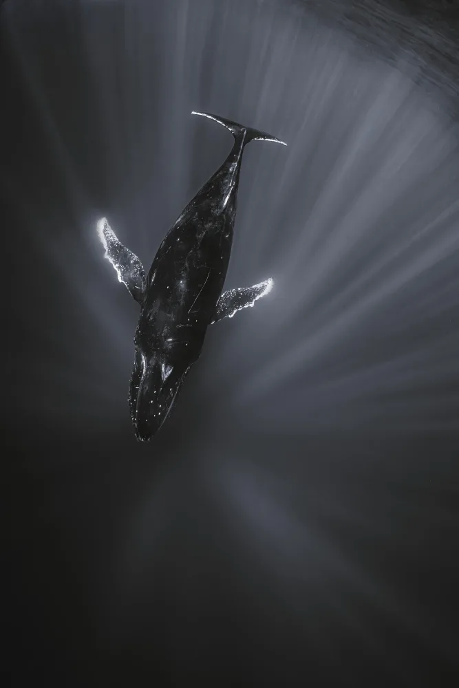 Gabriel, Barathieu: Light and Whale