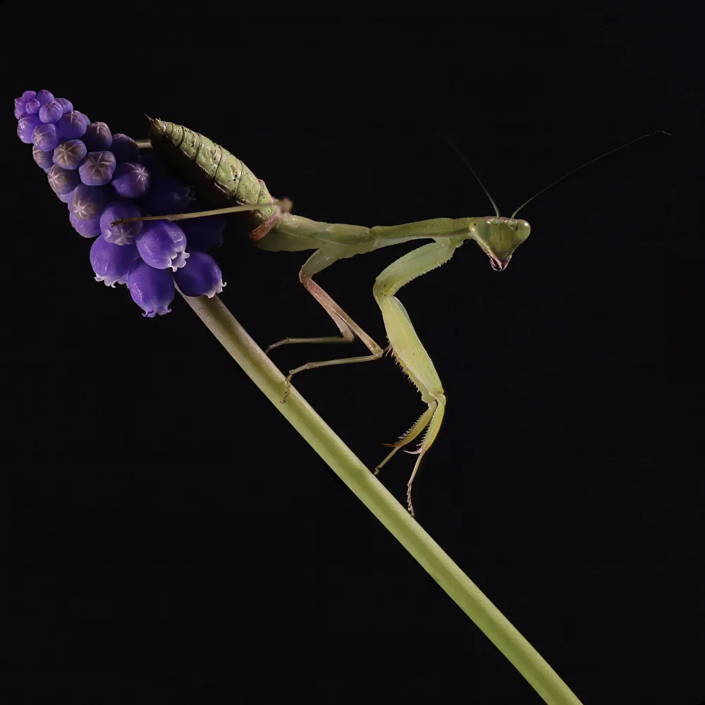 Bennion, David: Asian Mantis