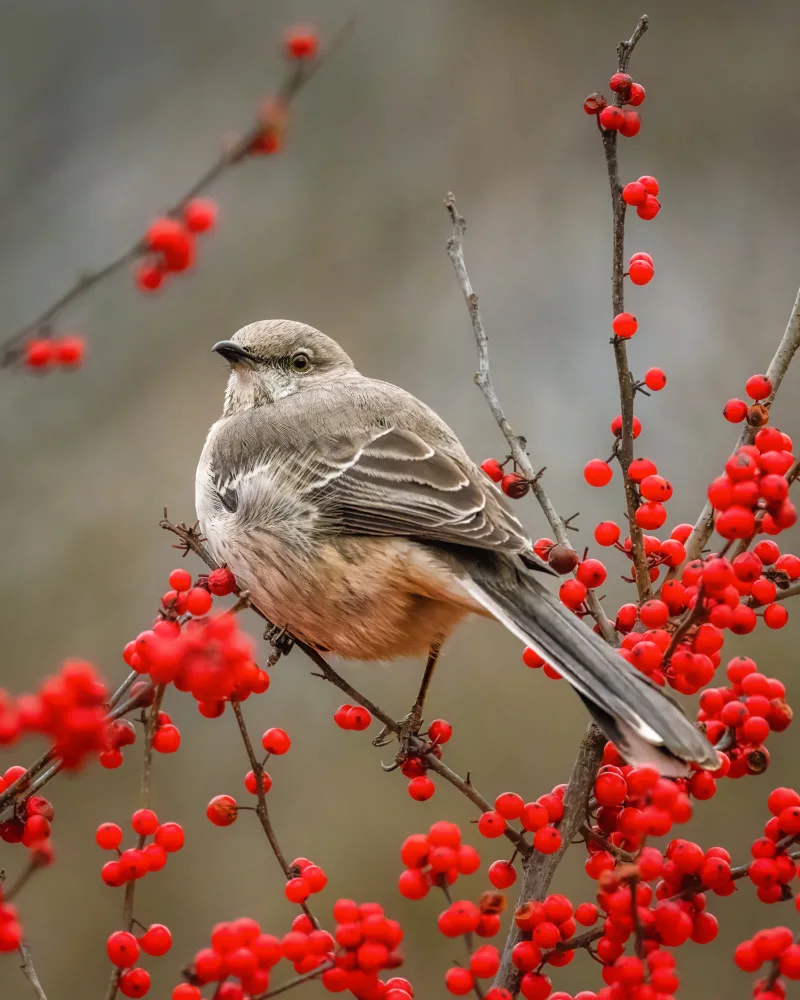 Cai, Xiao: Northern Mockingbird
