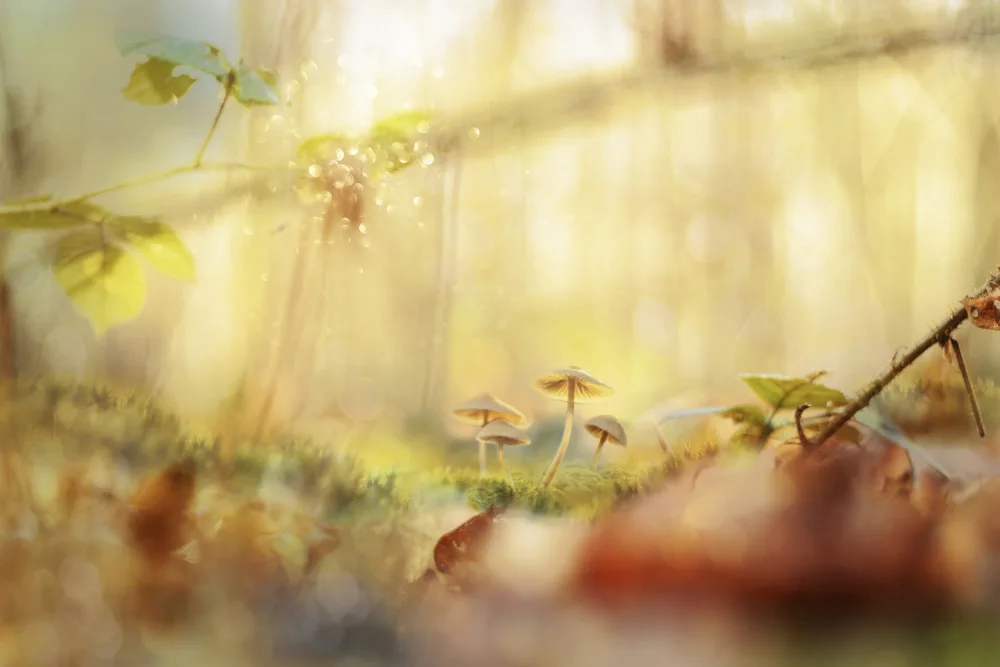 Całkosińska-Kajzer, Ewa: Grzybki
