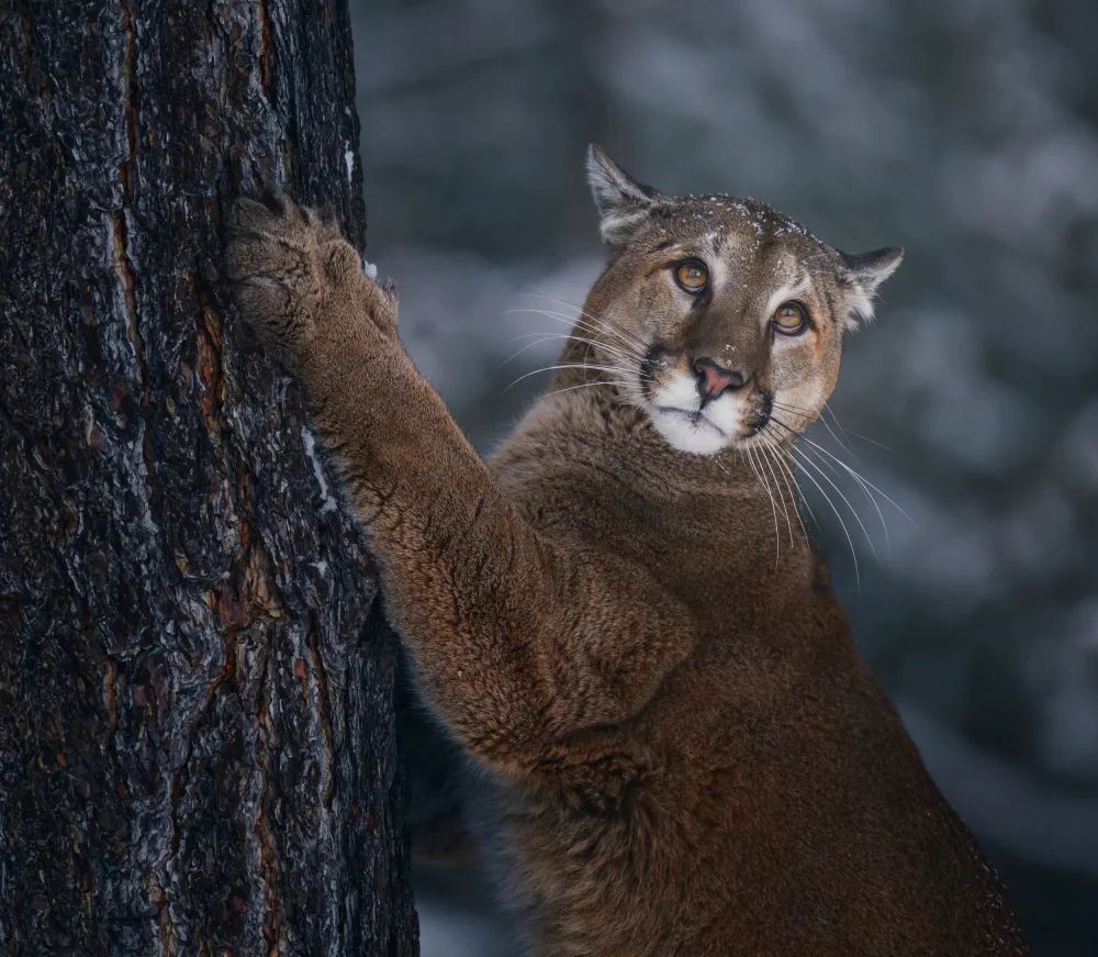 amtmann, Ana: MOUNTAIN LION