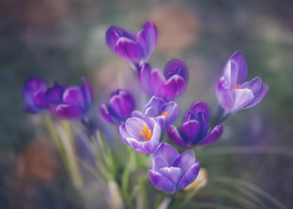 Chen, Li: Spring is coming