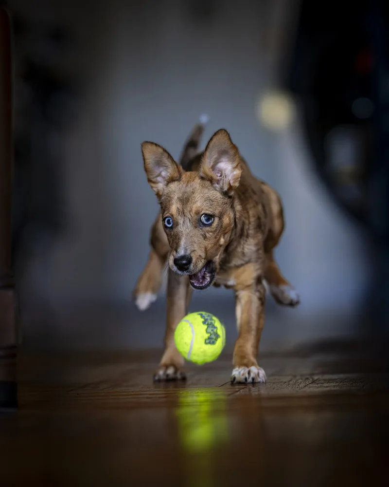 Sherman, Robert: Fetch!