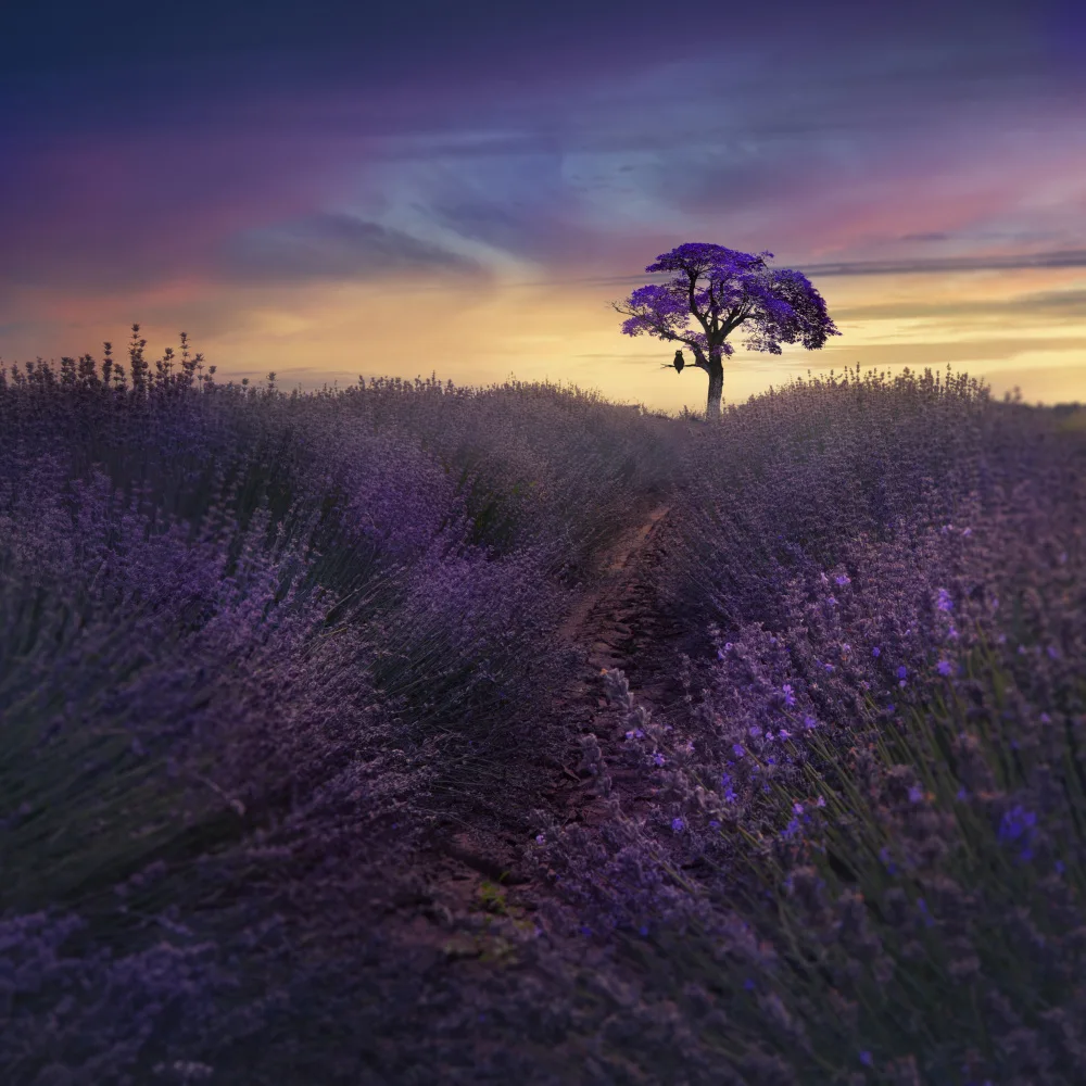 Veganik, Georgieva Nikki: ...tramonto viola...
