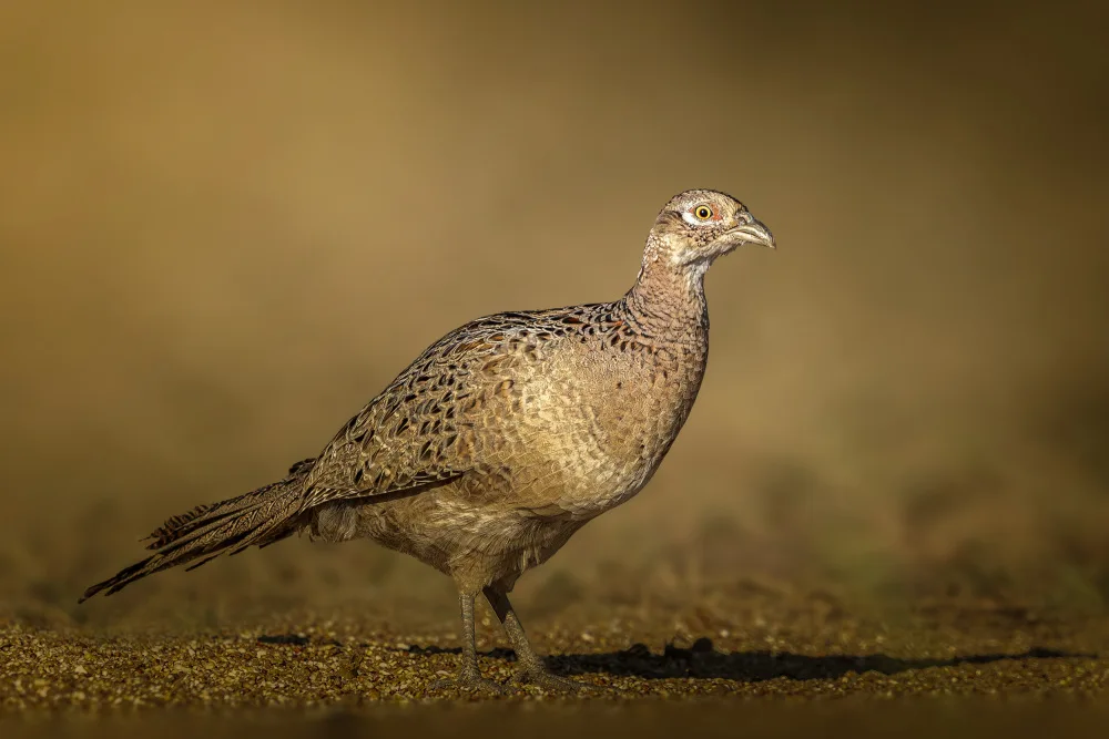Ismail, Mohamed: RIng-necked Pheasant