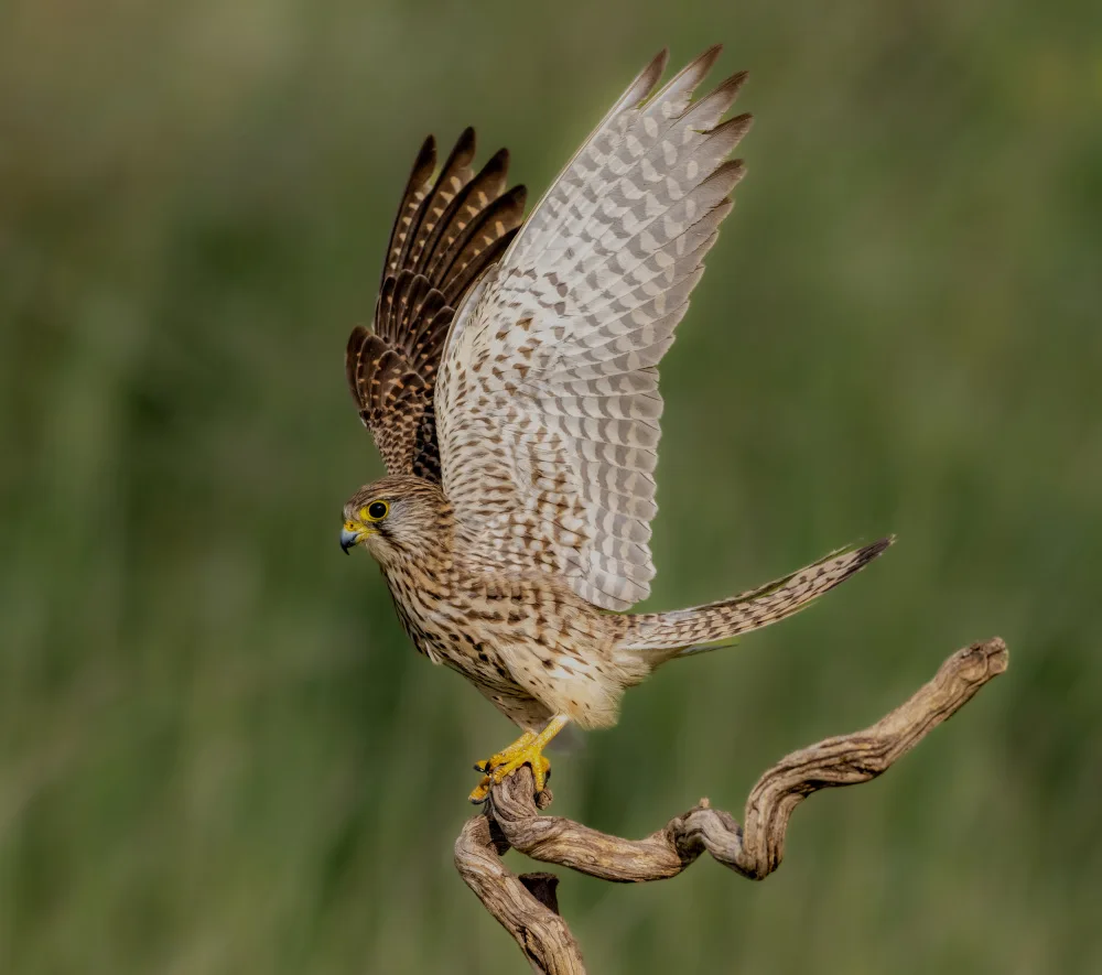 Procaccia, Itamar: Female Kestrel
