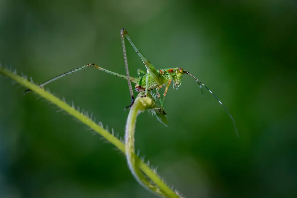 Zhang, Xiaohong: Shades of Green