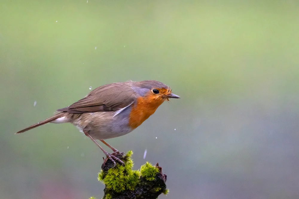 Chiodini, Massimo: Robin under rain.