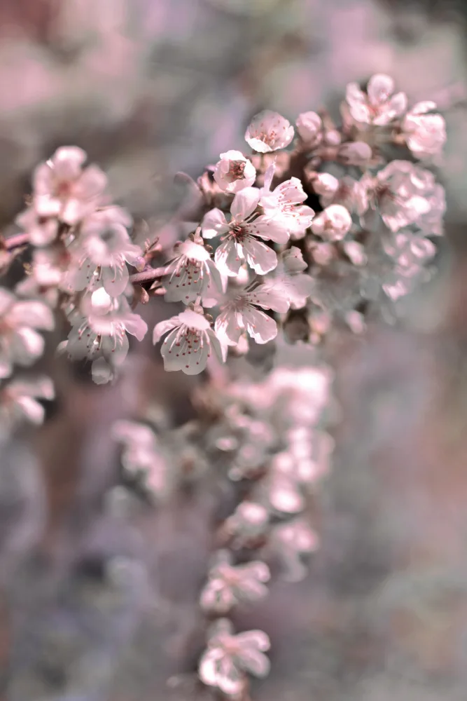 Sillen, Christina: Fiore di ciliegio