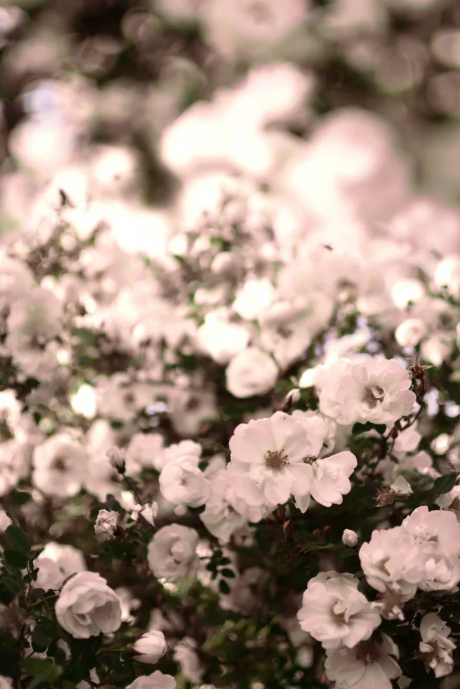 Sillen, Christina: Fiori di rosa