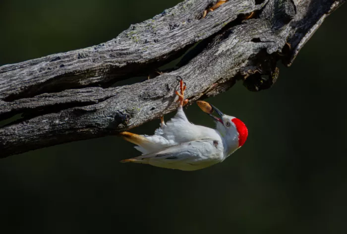 Huang, Johnson: Red bellied woodpecker