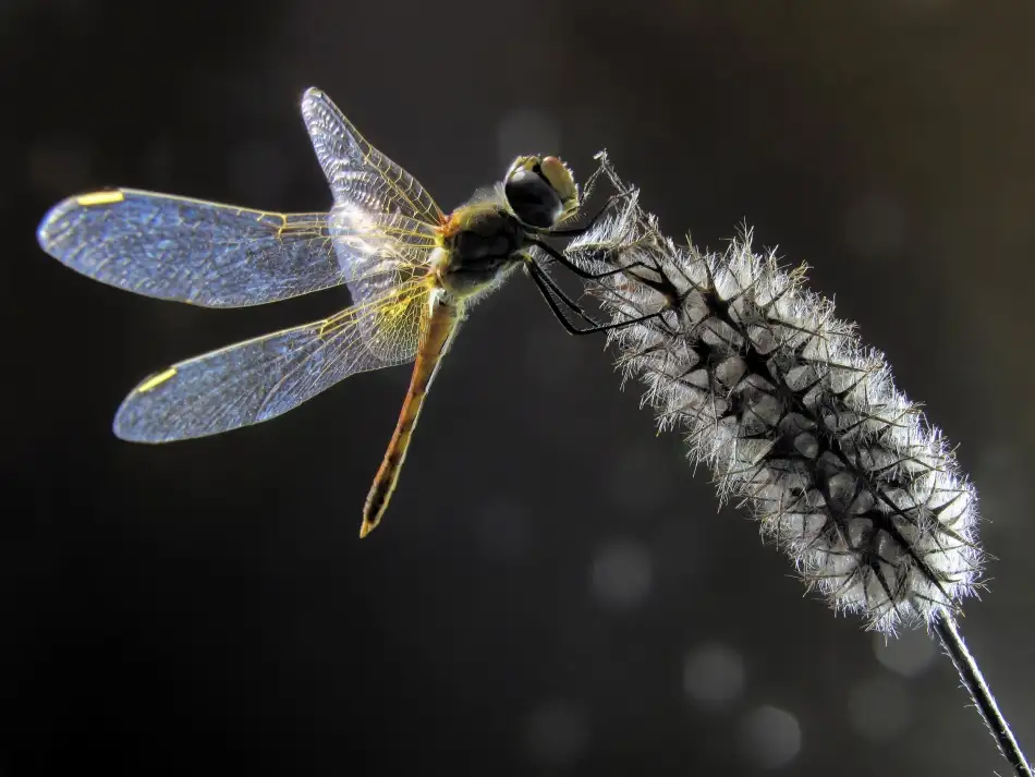 Hoffman, Jimmy: Dragonfly