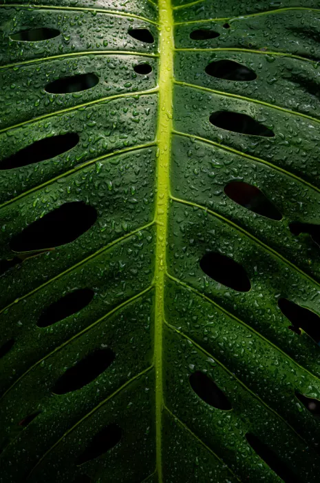KURAHASHI, YUTAKA: Monstera Swiss cheese plant