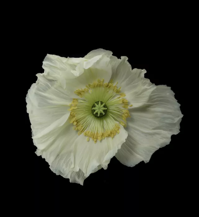 Grønkjær, Lotte: Amapola