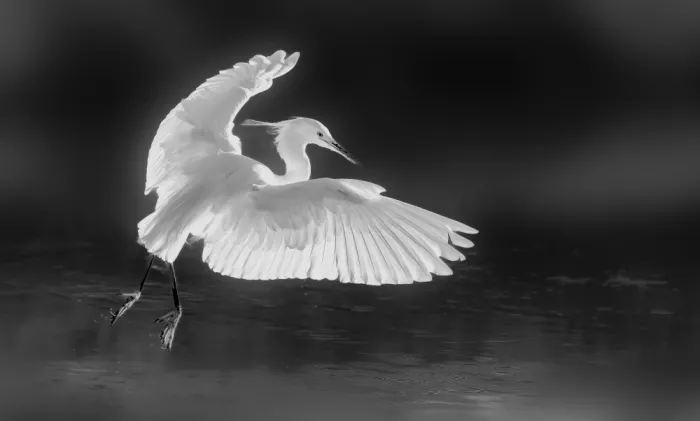 Yan, Songhu: 2024-Birds-White-Egret-WB