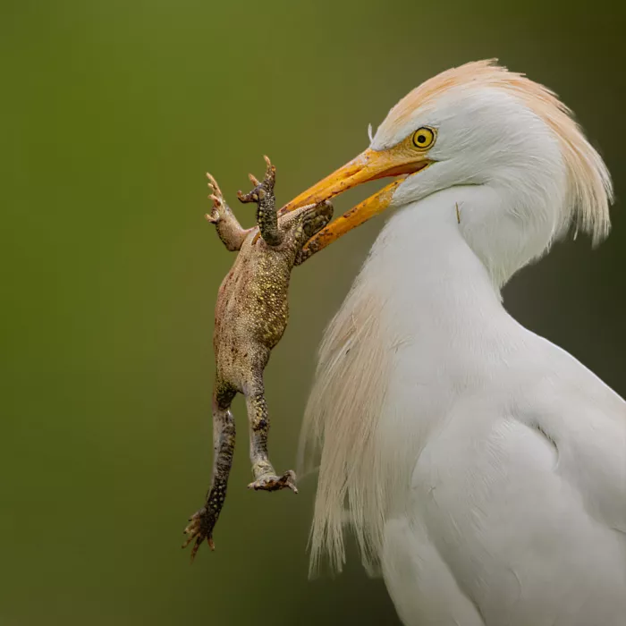 mahmoud, Adel: Little Egret