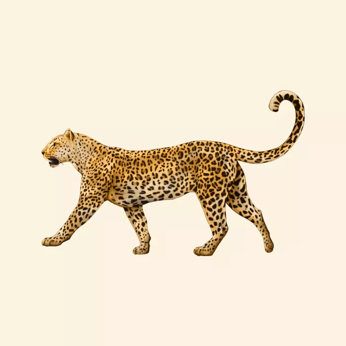 Borsi, Giulia: Leopard