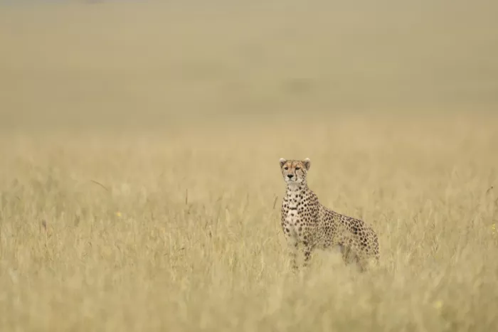 Marchegiani, Roberto: Gepard