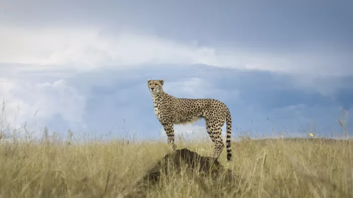 Marchegiani, Roberto: Gepard