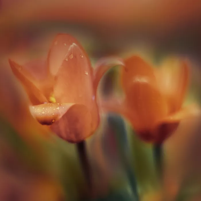 Całkosińska-Kajzer, Ewa: Tulipes de mars