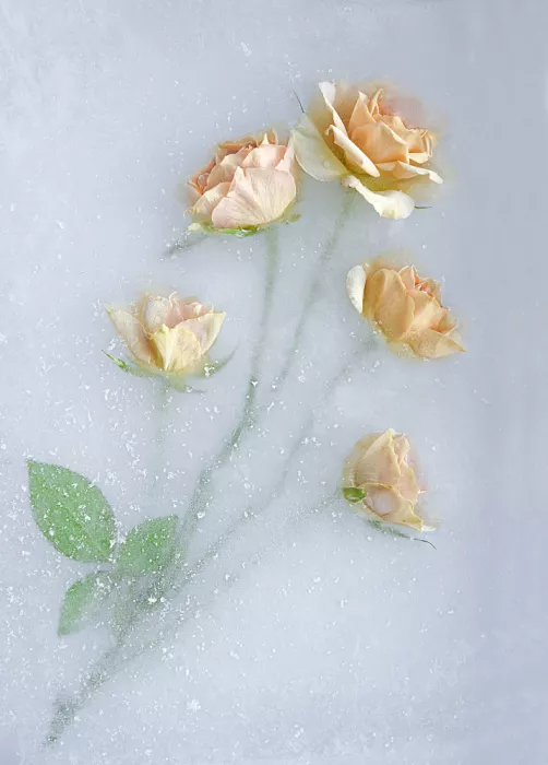 Uranga, Pedro: Rosas amarillas.